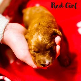 Goldendoodle Puppies from Mini Goldendoodles