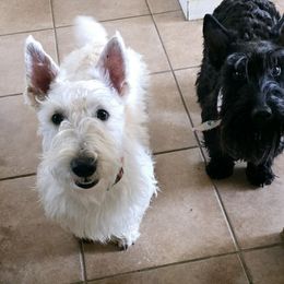 Chewy - Scottish Terrier