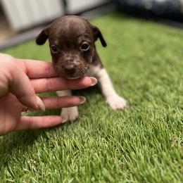 Tbd - Chocolate and white female Teddy Roosevelt Terrier puppy in Troy, Ohio from Wiggle Wags Miniature American Shepherds