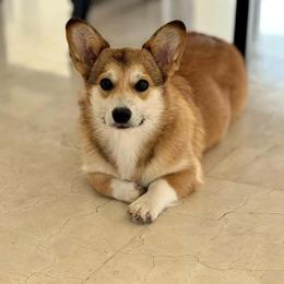 Ember - Pembroke Welsh Corgi