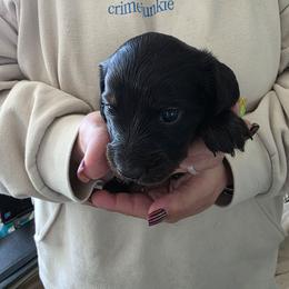 Girl 2 - Brindle female Dachshund puppy in Montgomery County, Ohio from Harlee's Dachshunds