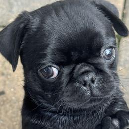 Nyx - Black female Pug puppy in Branchburg, New Jersey from Pug Envy