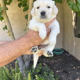 Golden Retriever Puppies from Michelle‘s English cream golden retrievers