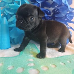 Sammy - Black male Pug puppy in Blountsville, Alabama from Rock Springs Pugs
