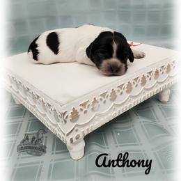 Anthony - Blue roan and tan male Cocker Spaniel puppy in Tecumseh, Oklahoma from Gambill's Cocker Spaniel Cuties