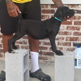 Orange - Black male Cane Corso puppy in Laplace, Louisiana from BFM Cane Corso’s