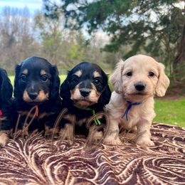 Dachshund Puppies from Double W Doxies