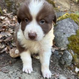 Jack - Red tri-color male Australian Shepherd puppy in Grants Pass, Oregon from Carmel Mountain Aussies