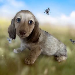 Lucy - Cream female Dachshund puppy in Sallisaw, Oklahoma from Wild West Dachshunds