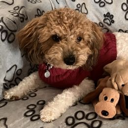 Bean - Assorted Doodle Crosses