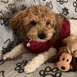 Bean - Assorted Doodle Crosses