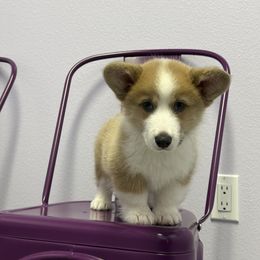 Pembroke Welsh Corgi Puppies from G & H Corgis
