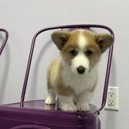 Pembroke Welsh Corgi Puppies from G & H Corgis