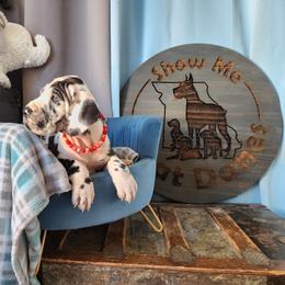 Red Collar - Harlequin Great Dane puppy in Alton, Illinois from Show Me Great Danes