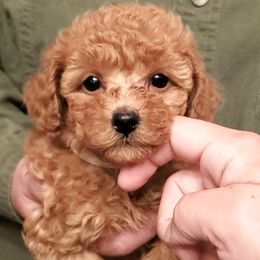 Lil Polly- Small Red AKC Mini - Red  female Poodle puppy in Falcon, Missouri from Cedar House Heritage Poodles | AKC Toy & Miniature Poodle Puppies Raised in Home
