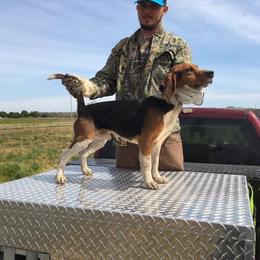 Trump - Beagle