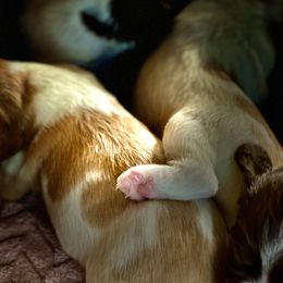 Brittany Puppies from Hellfinger Bird Dogs
