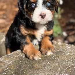 Navy - female Australian Mountain Doodle puppy in Henry, Illinois from Rowe Farms Doodles