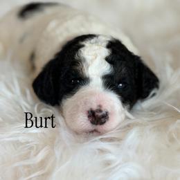 Burt - Parti male Poodle puppy in Waco, Texas from Poodle Paradise