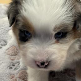 Girl 2 - female Australian Shepherd puppy in California, Kentucky from R and B Aussies