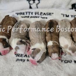 Boston Terrier Puppies from Celtic Kennel Bostons