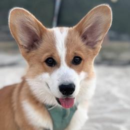 Pembroke Welsh Corgis from Westbrooke Kennels