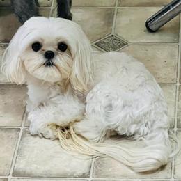 Pablo - Maltese