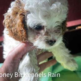 Rain - Blenheim male Cavapoo puppy in Maple Grove, Minnesota from Honey Bit Kennels