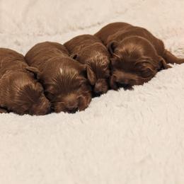 Cavapoo Puppies from GeorgiaCavapoos