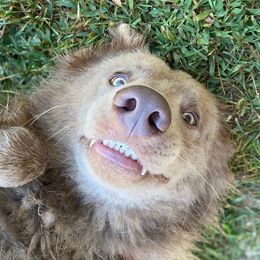 German Shepherds from P & P SHEPHERDS