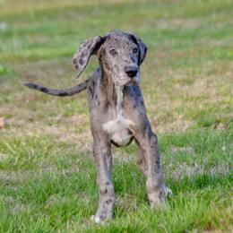 Merle girl - Merle female Great Dane puppy in Golconda, Illinois from Breken Great Danes