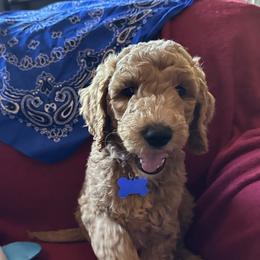 Blue Collar boy - Bergen (Norway) - Red  male Goldendoodle puppy in West Sacramento, California from Pomegranate Doodles