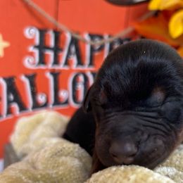 Verus - Doberman Pinscher puppy from Sky’s Dobermans