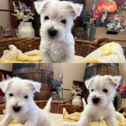 West Highland White Terrier Puppies from Butterfield's Westies
