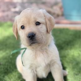 Green - Yellow male Labrador Retriever puppy in Paulden, Arizona from Carefree Samoyeds & Deserthills Labradors