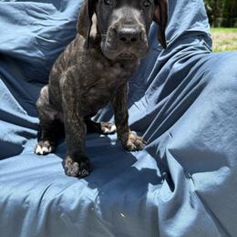 Aurelia - Brindle female Great Dane puppy in Naples, Florida from Above The Salt Danes