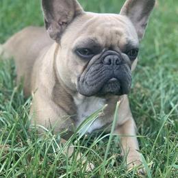 French Bulldogs from Fat Girl Frenchies