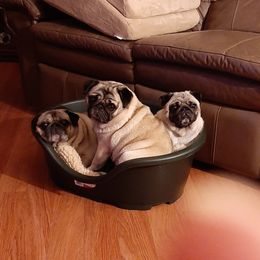 Pug All Grown Up from Checagou Pugs