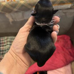 Pink collar - Black and tan female Shih Tzu puppy in Kosciusko, Mississippi from The Dog House LLC