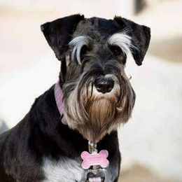 Penelope - Miniature Schnauzer