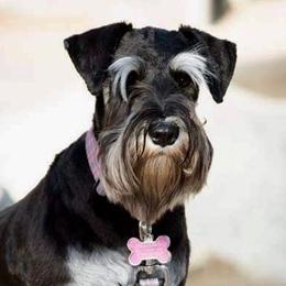 Penelope - Miniature Schnauzer
