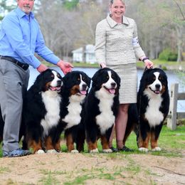 Bernese Mountain Dog All Grown Up from Windfall Bernese