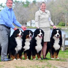 Bernese Mountain Dog All Grown Up from Windfall Bernese