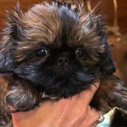 Rice Crispy - Red male Shih Tzu puppy in Nekoosa, Wisconsin from Brox Acres House of Fur LLC