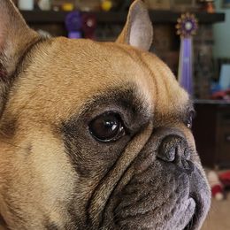 Poe - French Bulldog