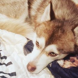 Kahlua - Pomsky
