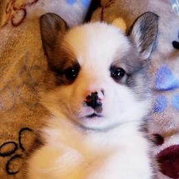 American Corgi and Pembroke Welsh Corgi Puppies from Whimsical Treasure Corgis