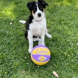 Miniature Australian Shepherd Puppies from Amberwood DD Aussies