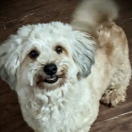 Kaili - Havanese