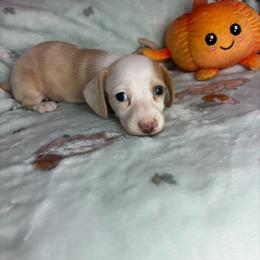 Layla - Cream female Dachshund puppy in Lake City, Florida from My Ditzy Doxies of Florida